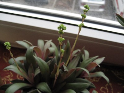 crassula rosularis.jpg