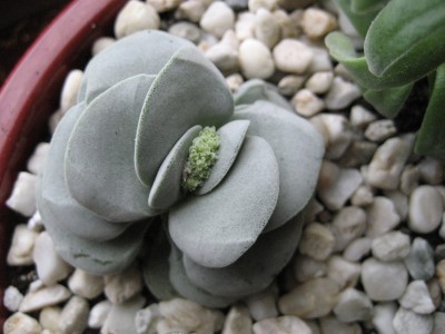 crassula morgans beauty.jpg