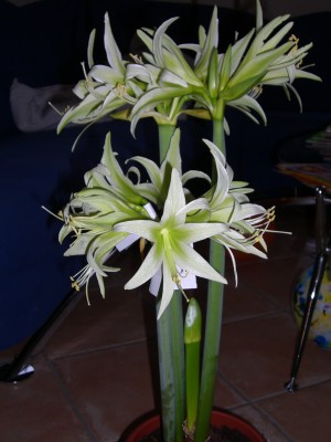 Hipp. Evergreen 21.12.08 (1).jpg