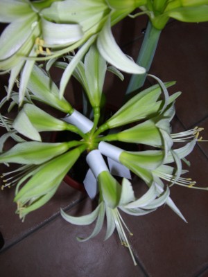 Hipp. Evergreen 21.12.08.jpg