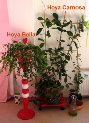 Hoya.jpg