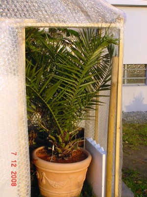 Phönix 1208.jpg