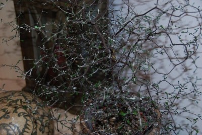 baum2.jpg