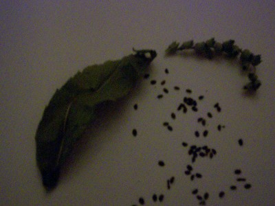 Immagine 234.jpg