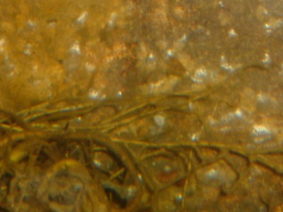 DSCF0187.JPG