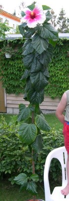 Hibiscus-Gigant.JPG