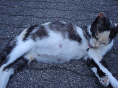 Juli 2008 009.jpg