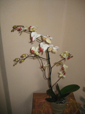 Orchidee.jpg
