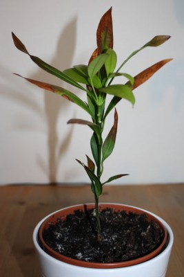 unbekannt aus Costa Rica 3.jpg