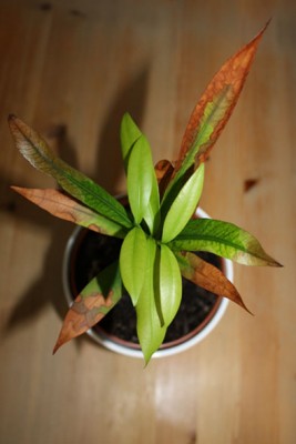 unbekannt aus Costa Rica 2.jpg