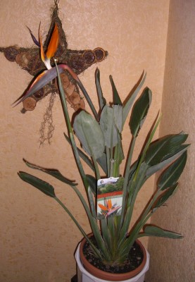CIMG5045 - Kopie.JPG