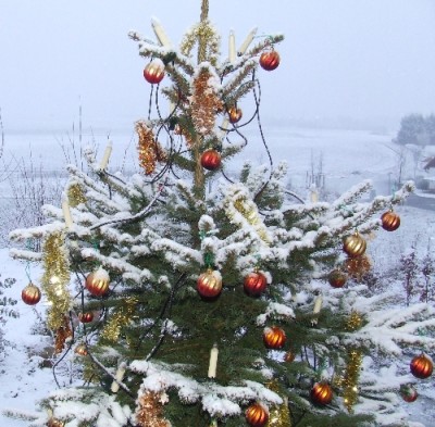 Baum 1.jpg