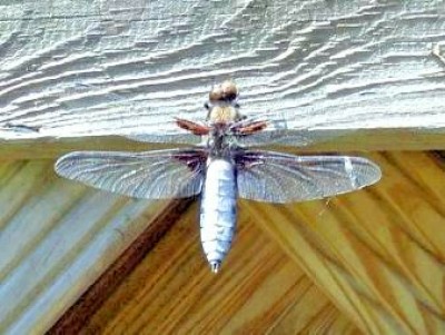 Plattbauch-Libelle - Libellula depressa - männlich.JPG
