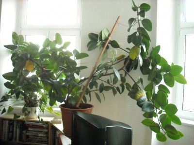 gummibaum-001.jpg