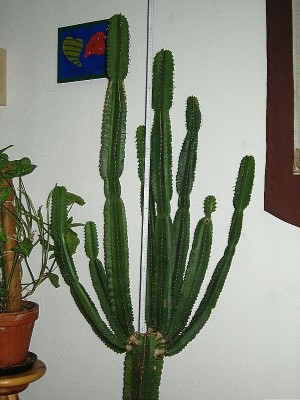DSCI0001.JPG