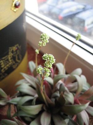 crassula rosularis.jpg
