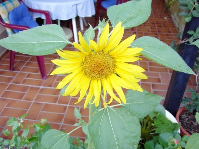 Sonnenblume4.JPG
