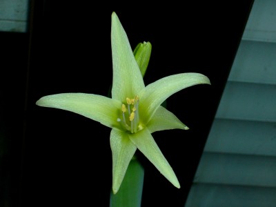 Amas und unbekannte 007.JPG