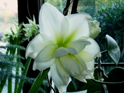 Amaryllis Kolibri 023.JPG