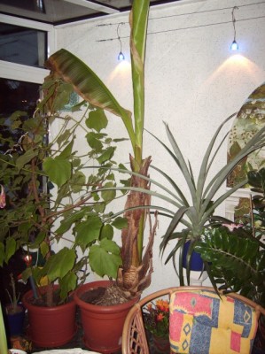 bananenbaum.JPG
