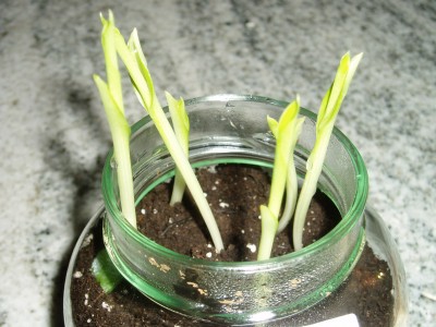 Canna Babies.JPG