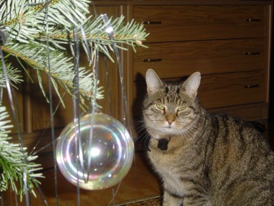 Weihnachten 2008 014.jpg