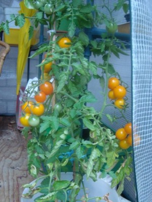 Cocktailtomaten.JPG