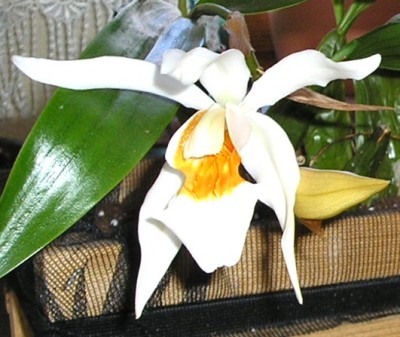 Coelogyne_Bl_040508.jpg