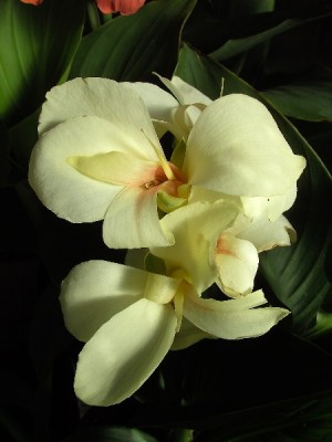 Can.White Flaccida9d.JPG