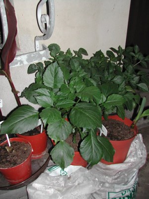 DSCN0269.jpg