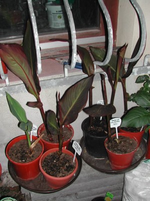 DSCN0268.jpg