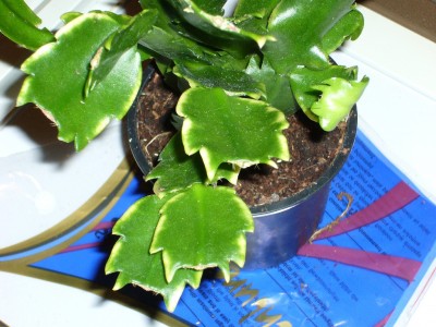 Schlumbergera 004.jpg