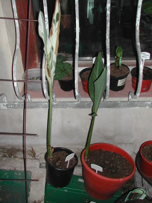 DSCN0267.jpg