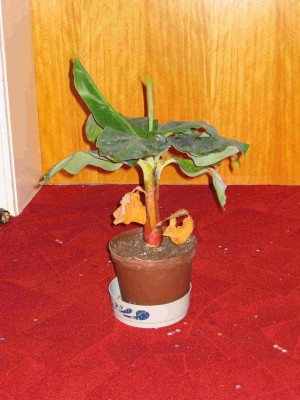 Banane 1.jpg