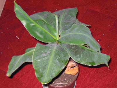Banane 2.jpg