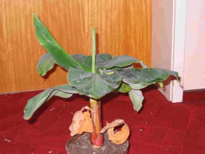 Banane 3.jpg