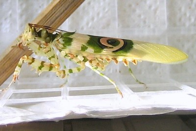 walli_4197.JPG