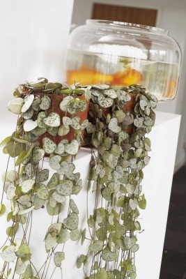 Ceropegia - Lebende Vorhänge · Garten & Pflanzen News · GREEN24