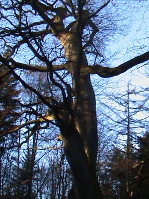 DSC00014.JPG
