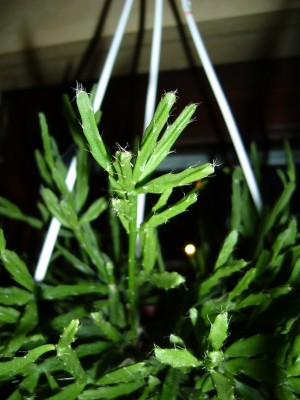Rhipsalis&amp;Co 016.jpg