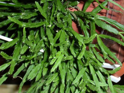 Rhipsalis&amp;Co 012.jpg
