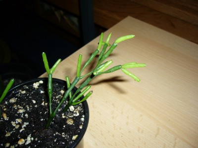 Rhipsalis&amp;Co 033.jpg