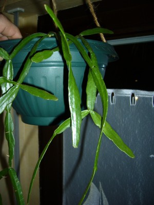 Rhipsalis&amp;Co 025.jpg