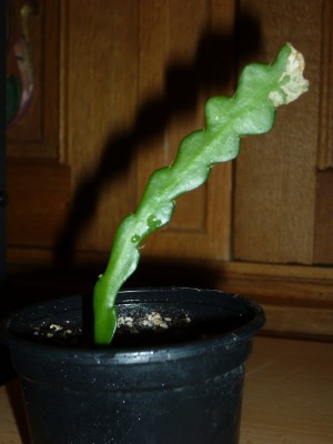 Rhipsalis&amp;Co 054.jpg