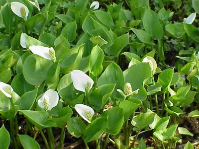 Calla.jpg