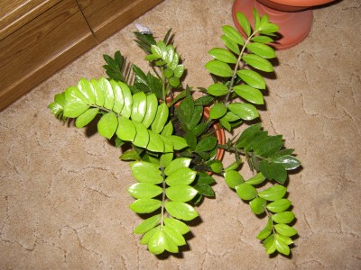 DSCI0001.JPG