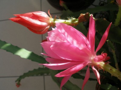 Blatt rot+rosa.jpg