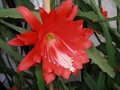 Blatt rot.jpg