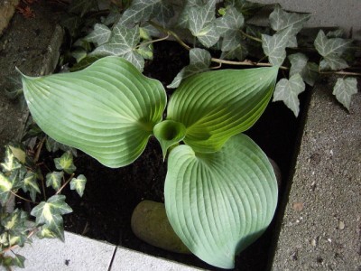 Grossblattfunkie - Hosta sieboldiana 2007.JPG