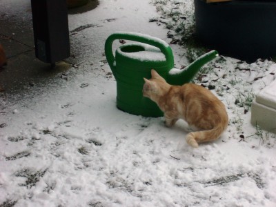 Katzen 017.JPG